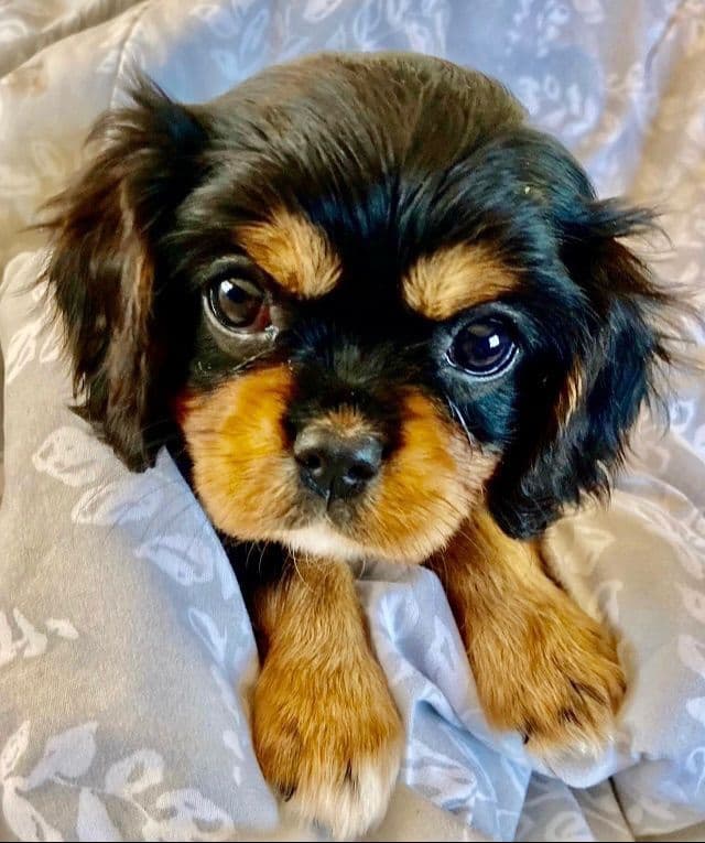 Cavalier King Charles Spaniel Puppies/older males breeder image 18