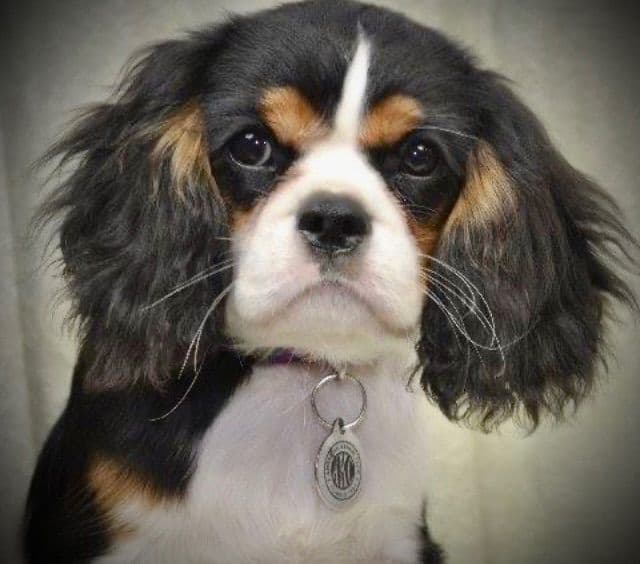 Cavalier King Charles Spaniel Puppies/older males breeder image 19