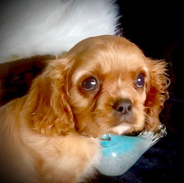 Cavalier King Charles Spaniel Puppies/older males breeder image 21