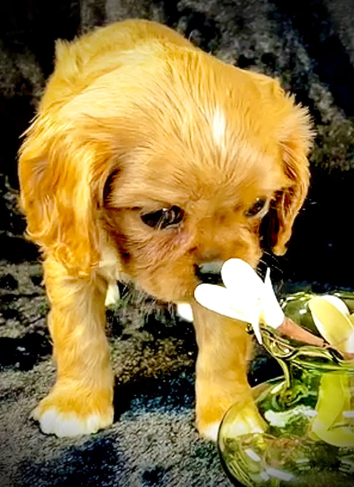 Cavalier King Charles Spaniel Puppies/older males breeder image 24