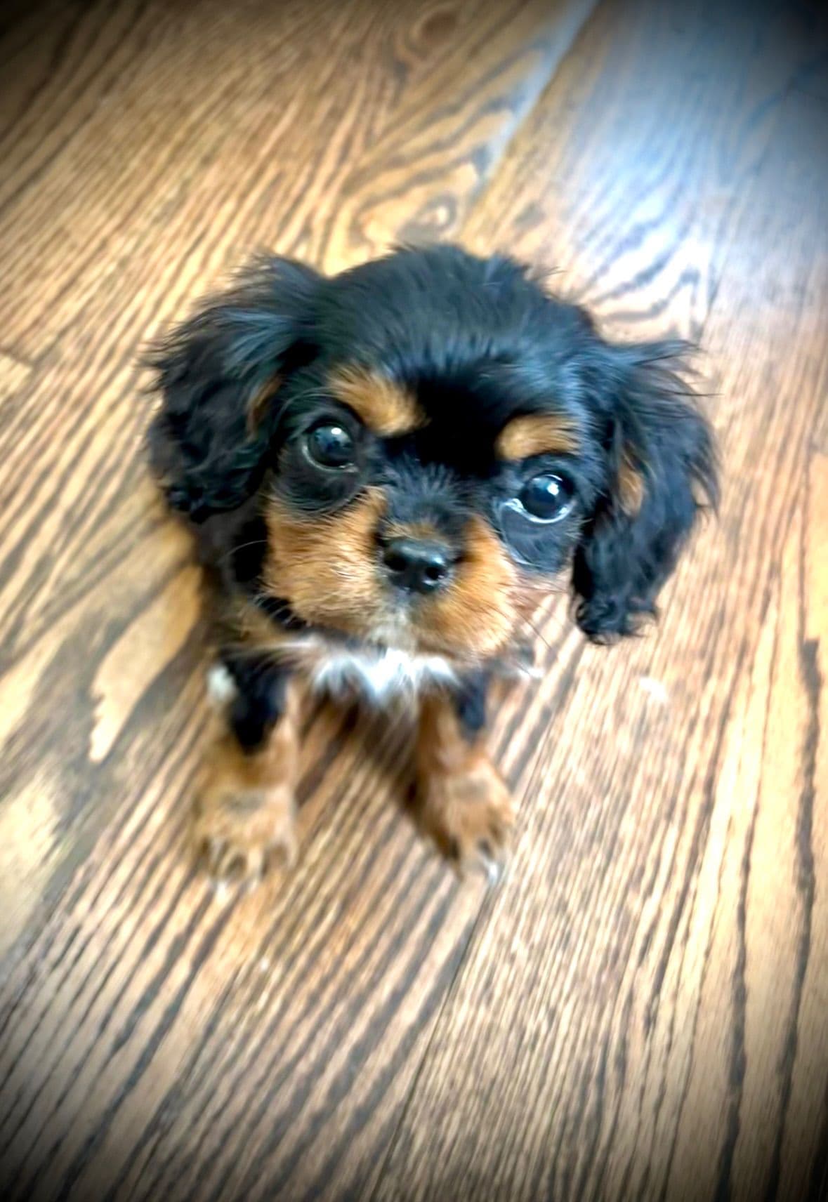 Cavalier King Charles Spaniel Puppies/older males breeder image 9