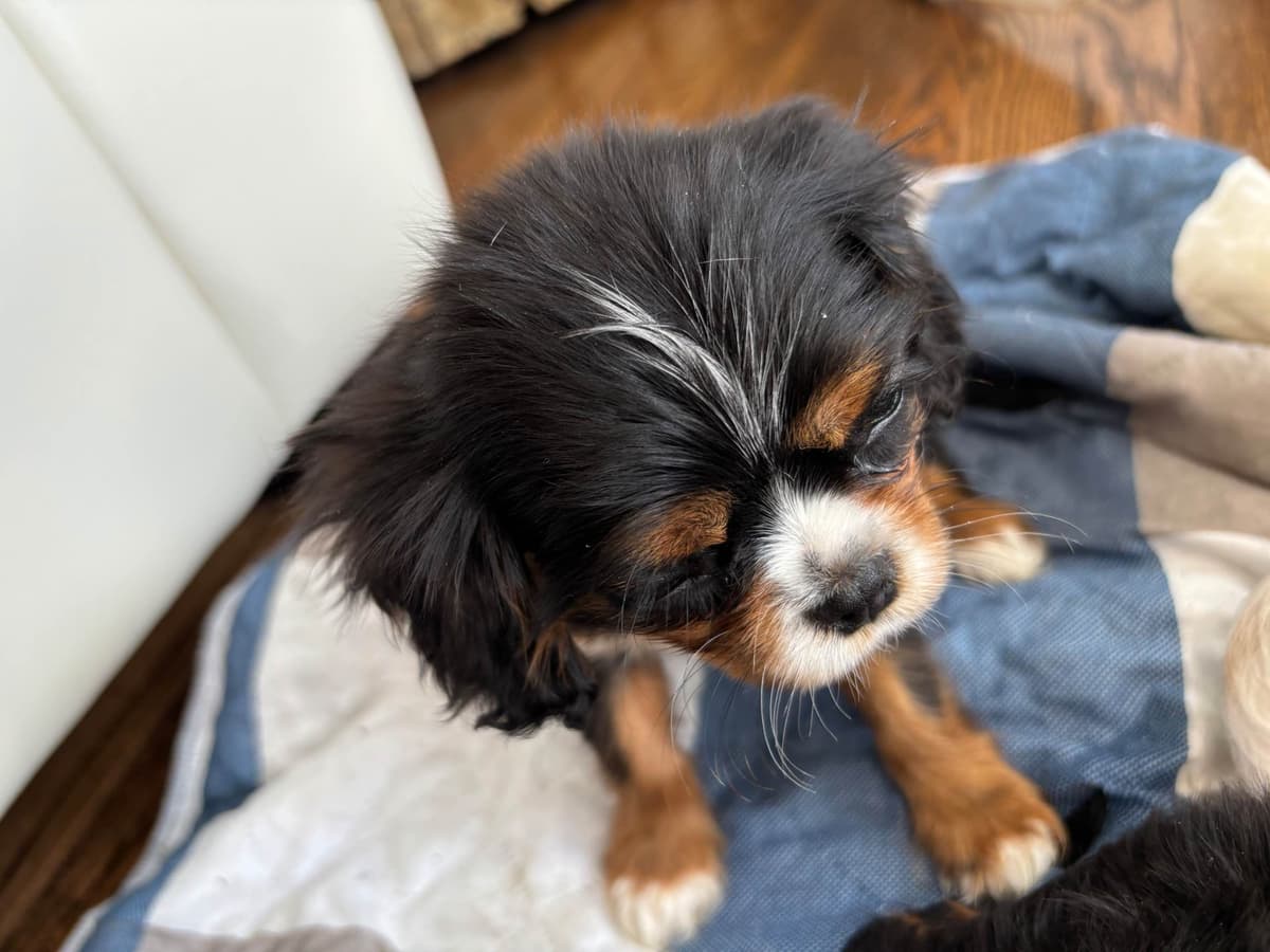 Cavalier King Charles Spaniel Puppies/older males breeder image 6