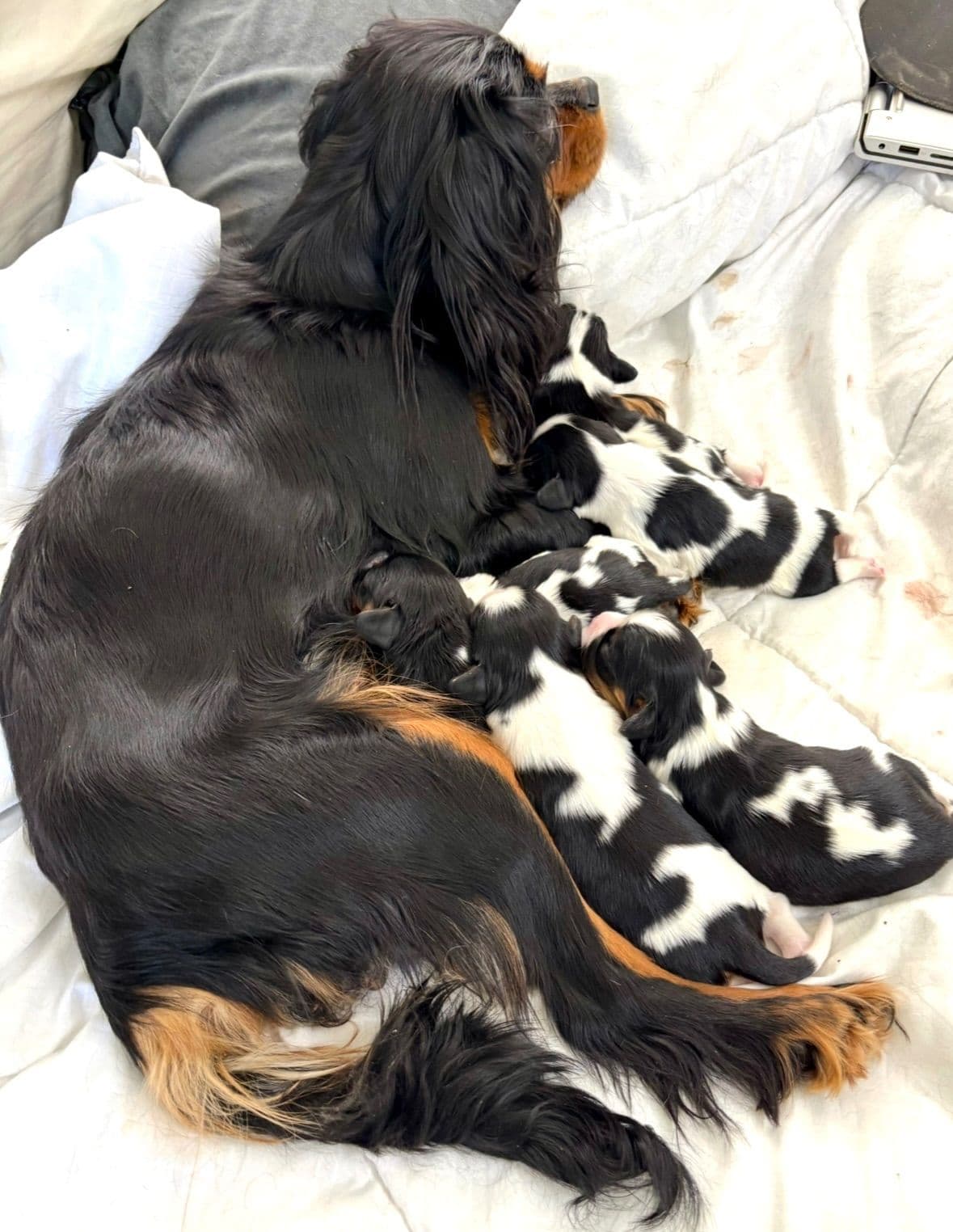 Cavalier King Charles Spaniel Puppies/older males breeder image 3