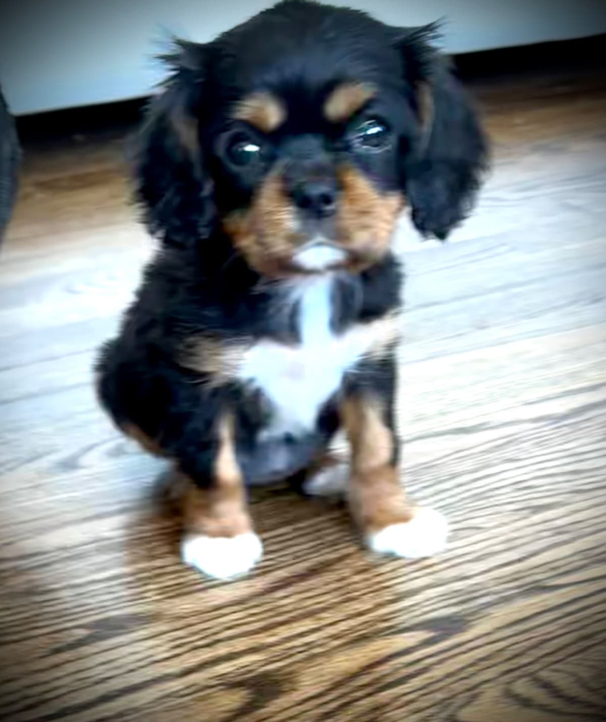 Cavalier King Charles Spaniel Puppies/older males breeder image 8