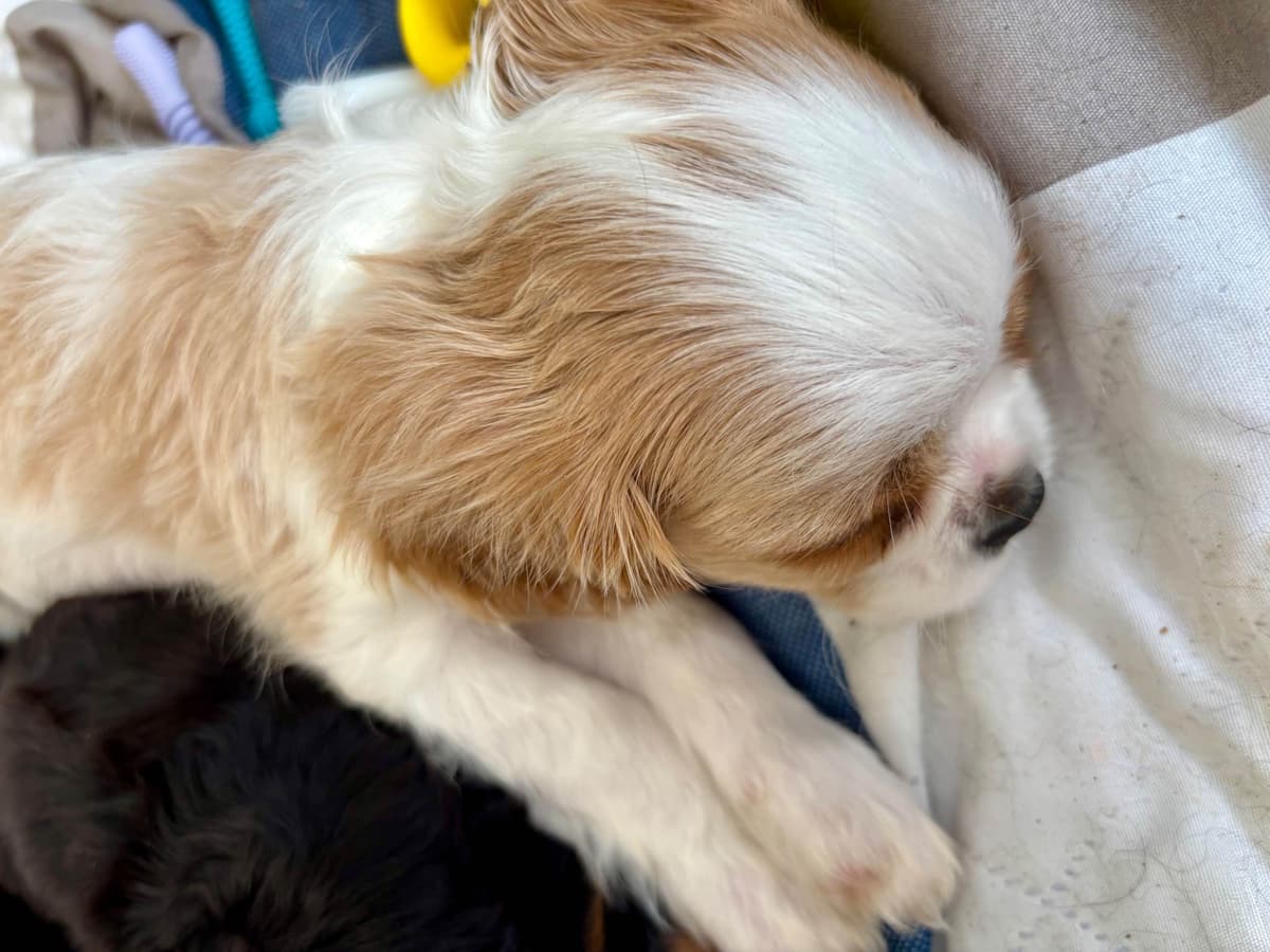 Cavalier King Charles Spaniel Puppies/older males breeder image 5