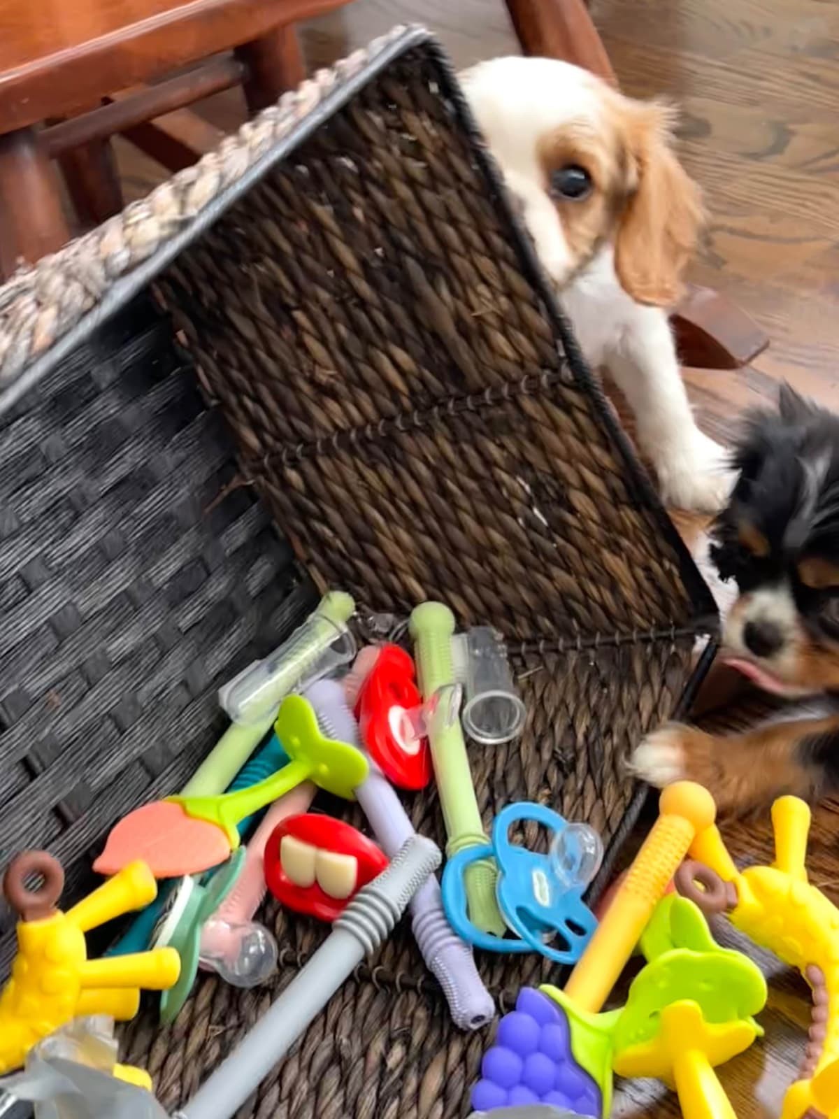 Cavalier King Charles Spaniel Puppies/older males breeder image 7