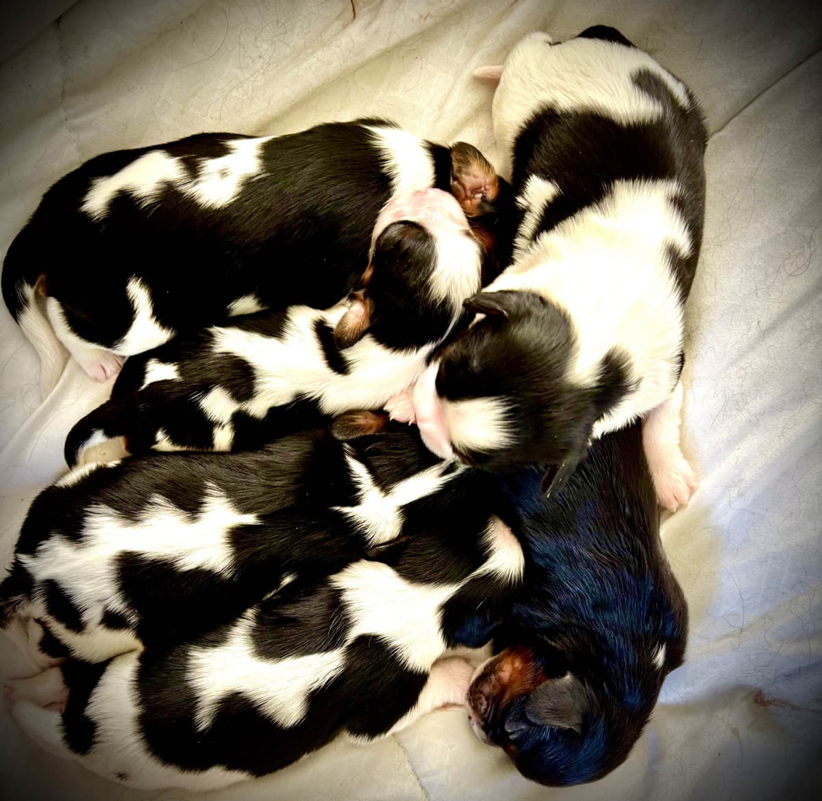 Cavalier King Charles Spaniel Puppies/older males breeder image 4
