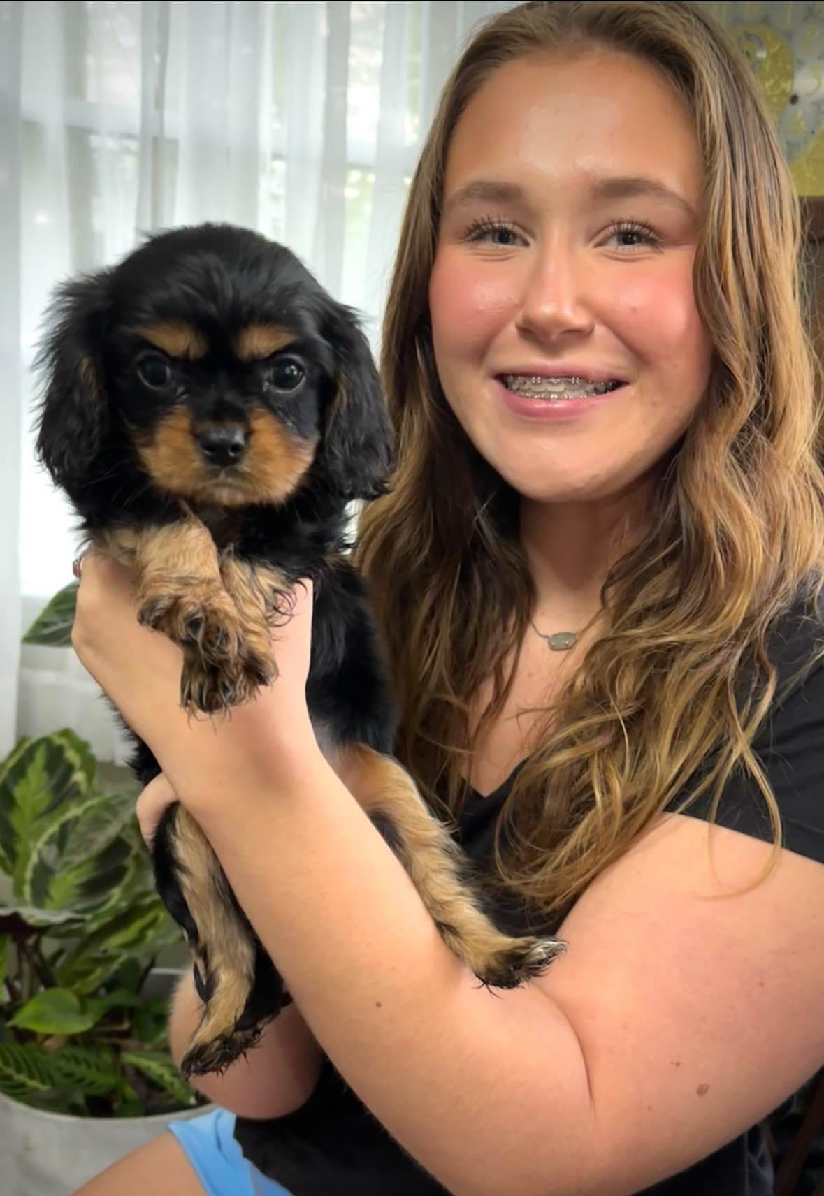 Cavalier King Charles Spaniel Puppies/older males breeder image 25