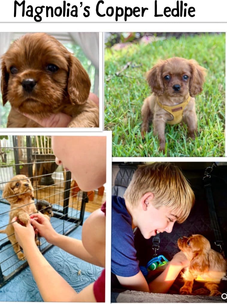 Cavalier King Charles Spaniel Puppies/older males breeder image 26
