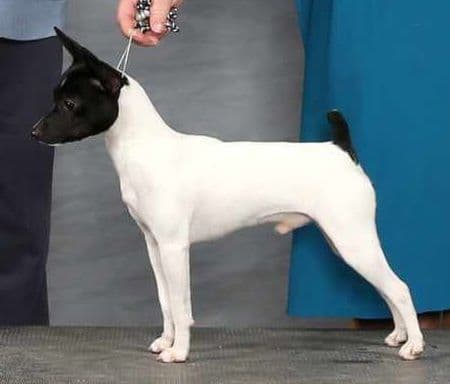 Toy Fox Terrier Puppies breeder image 1