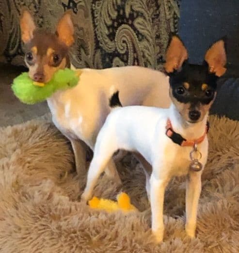 Toy Fox Terrier Puppies breeder image 2