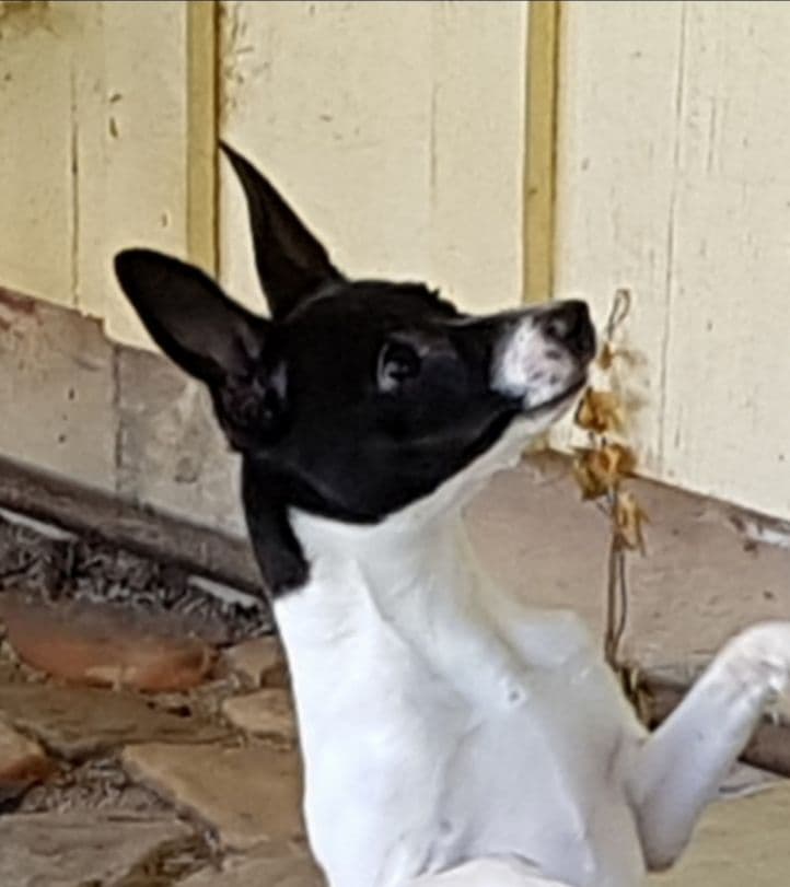 Toy Fox Terrier Puppies breeder image 4