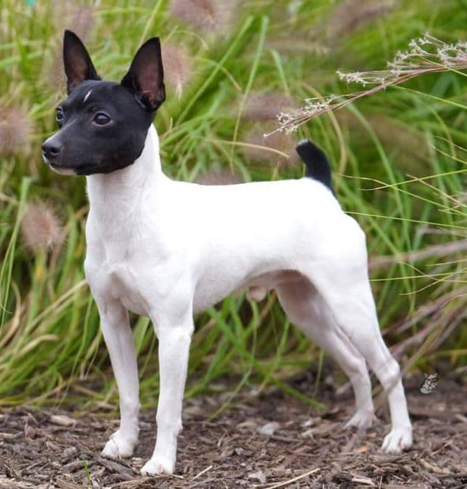 Toy Fox Terrier Puppies breeder image 5