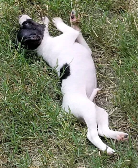 Toy Fox Terrier Puppies breeder image 7