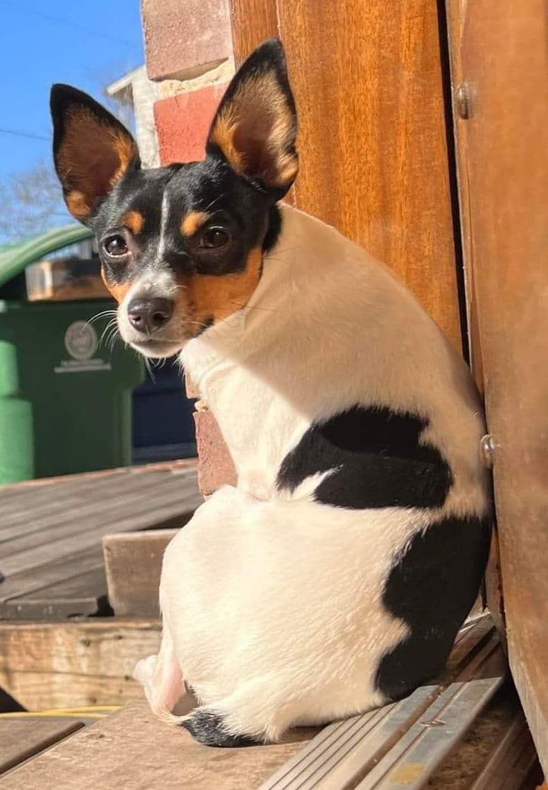 Toy Fox Terrier Puppies breeder image 8