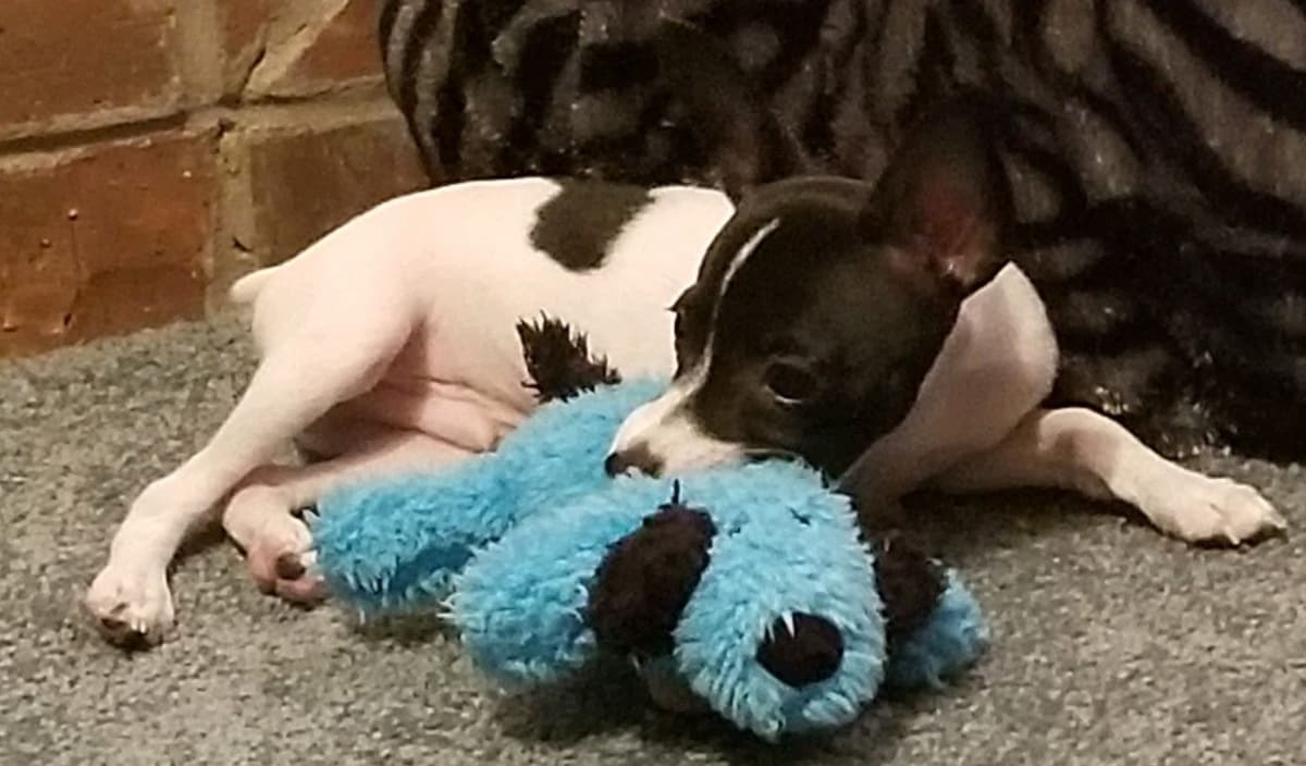 Toy Fox Terrier Puppies breeder image 9