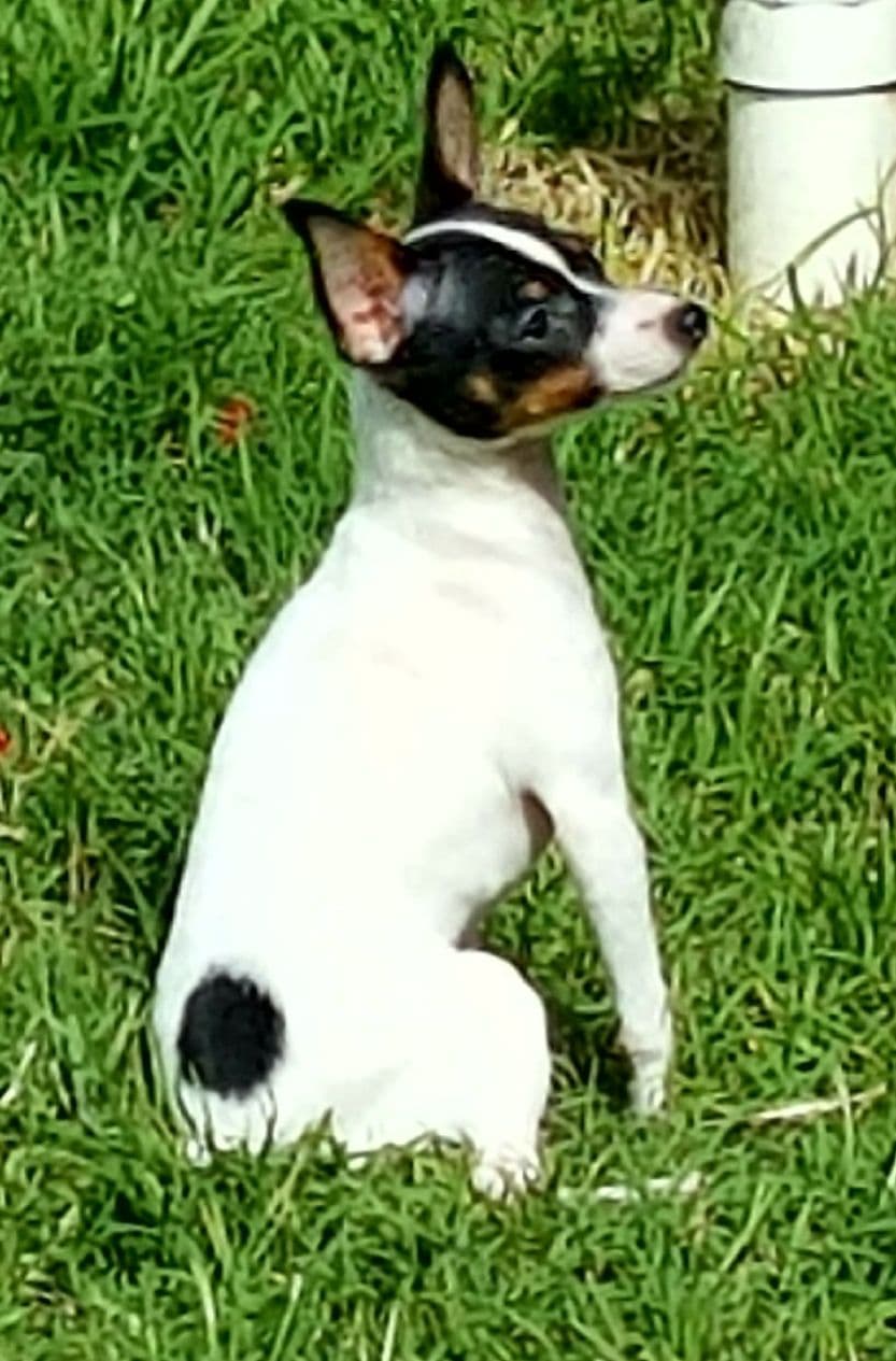 Toy Fox Terrier Puppies breeder image 11