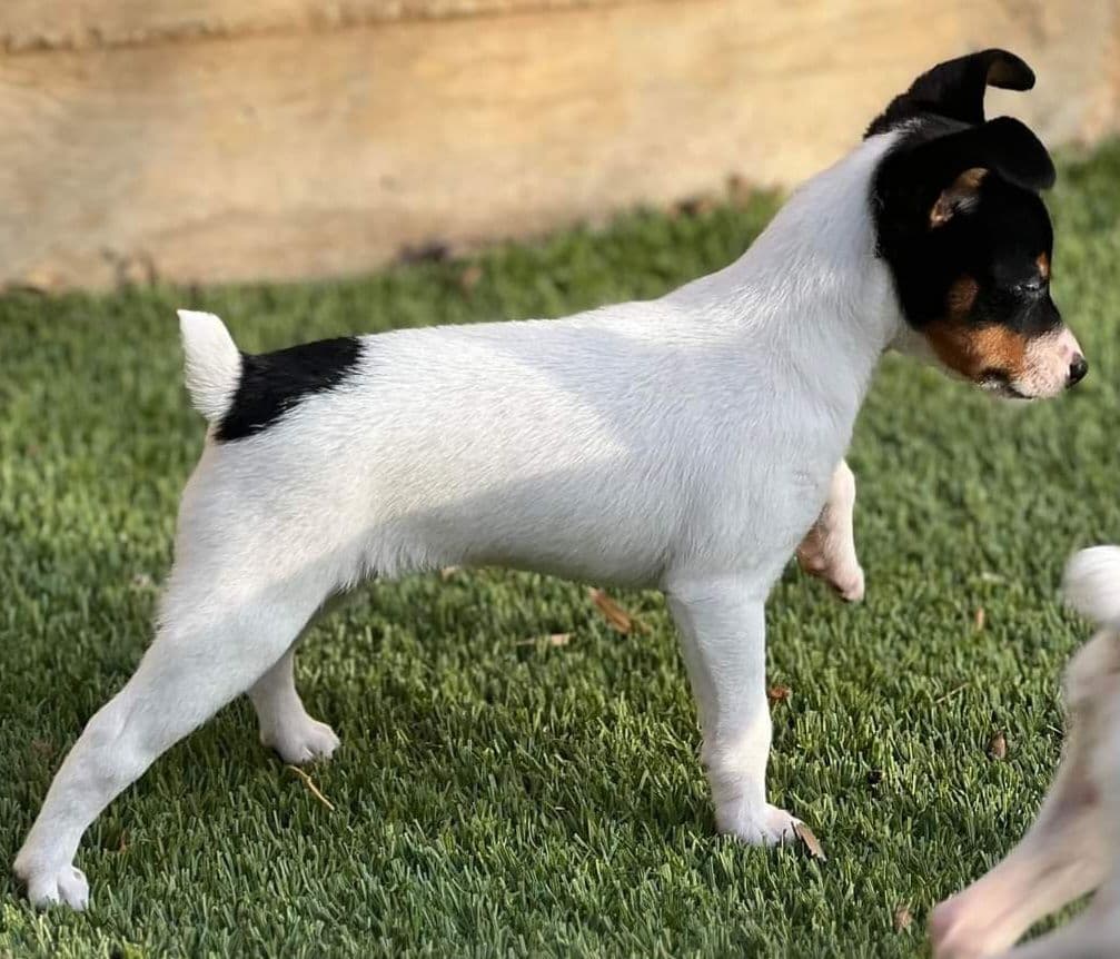 Toy Fox Terrier Puppies breeder image 12
