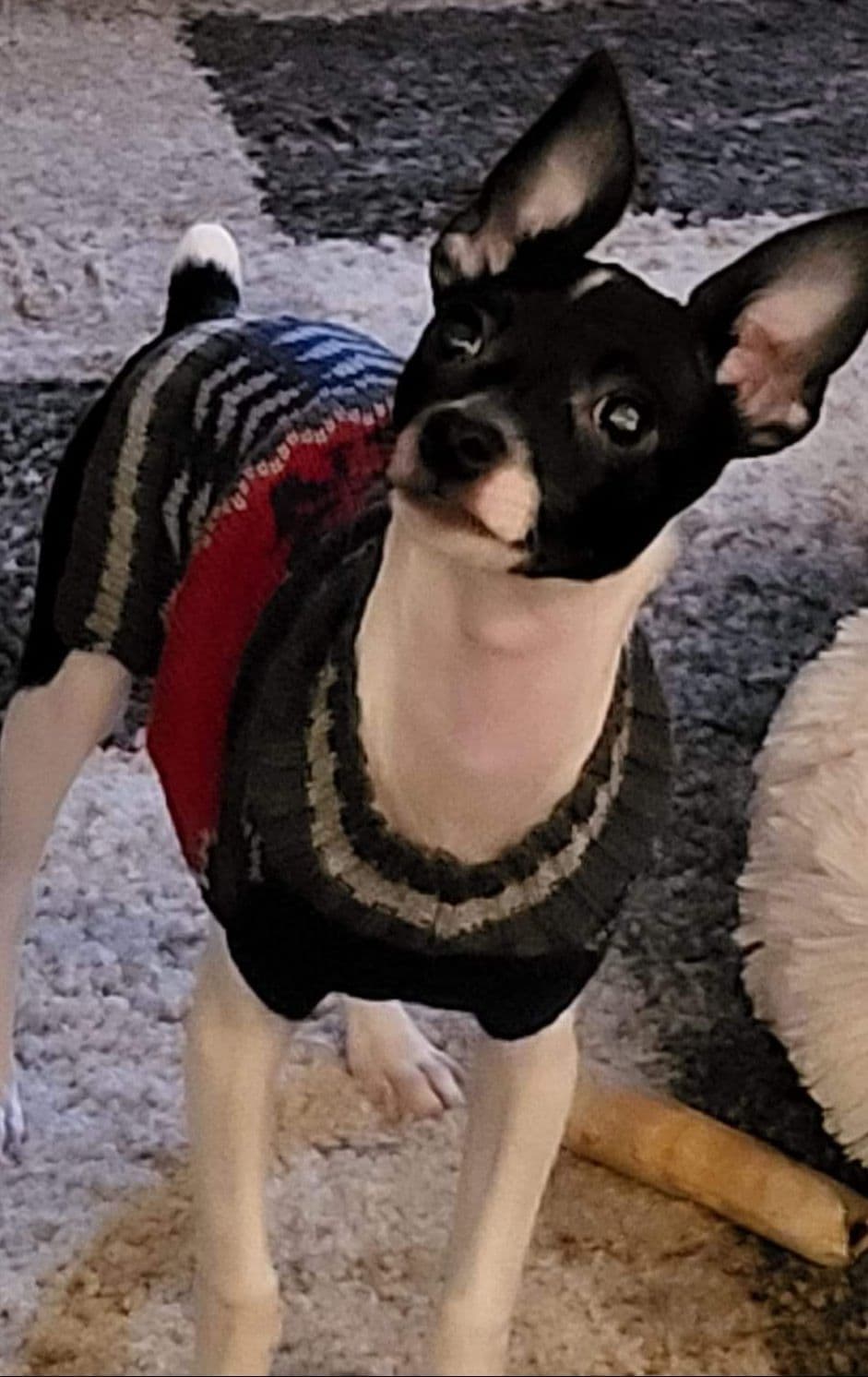 Toy Fox Terrier Puppies breeder image 15
