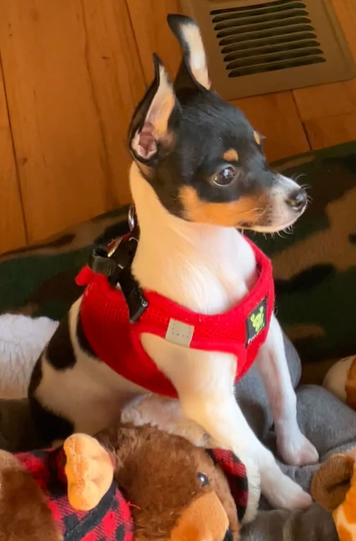 Toy Fox Terrier Puppies breeder image 16