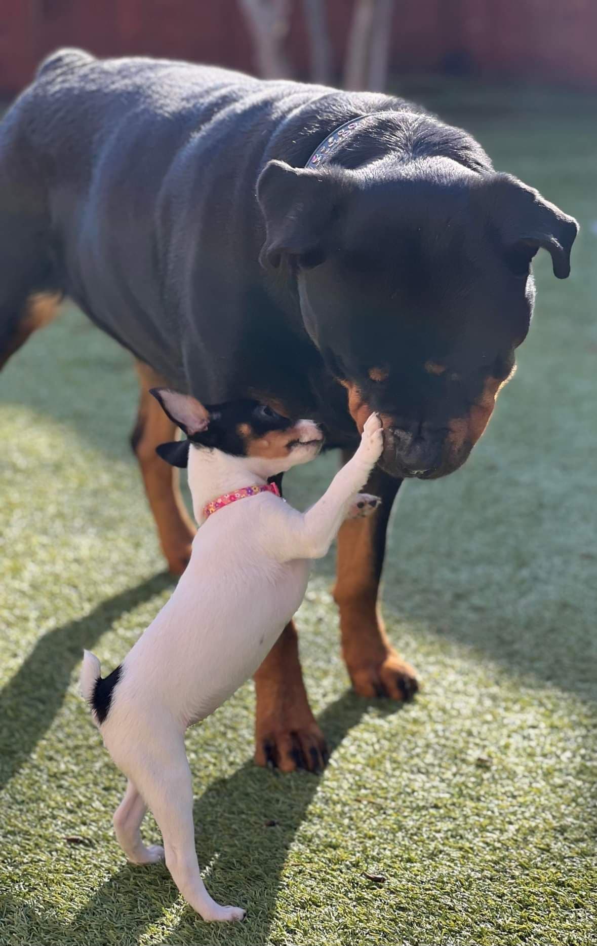 Toy Fox Terrier Puppies breeder image 17