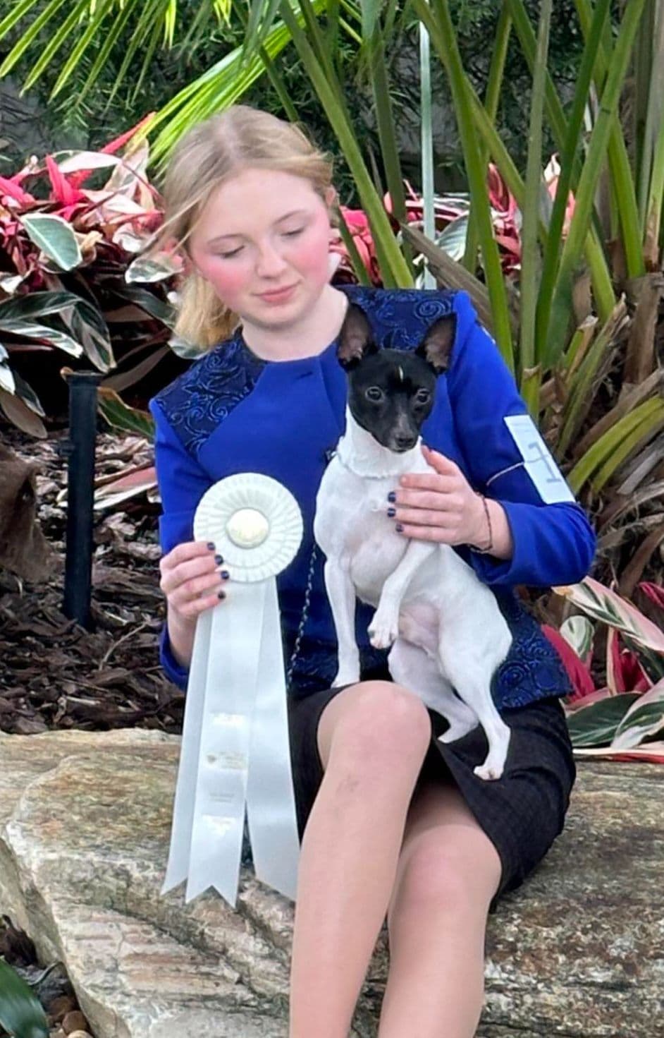 Toy Fox Terrier Puppies breeder image 19
