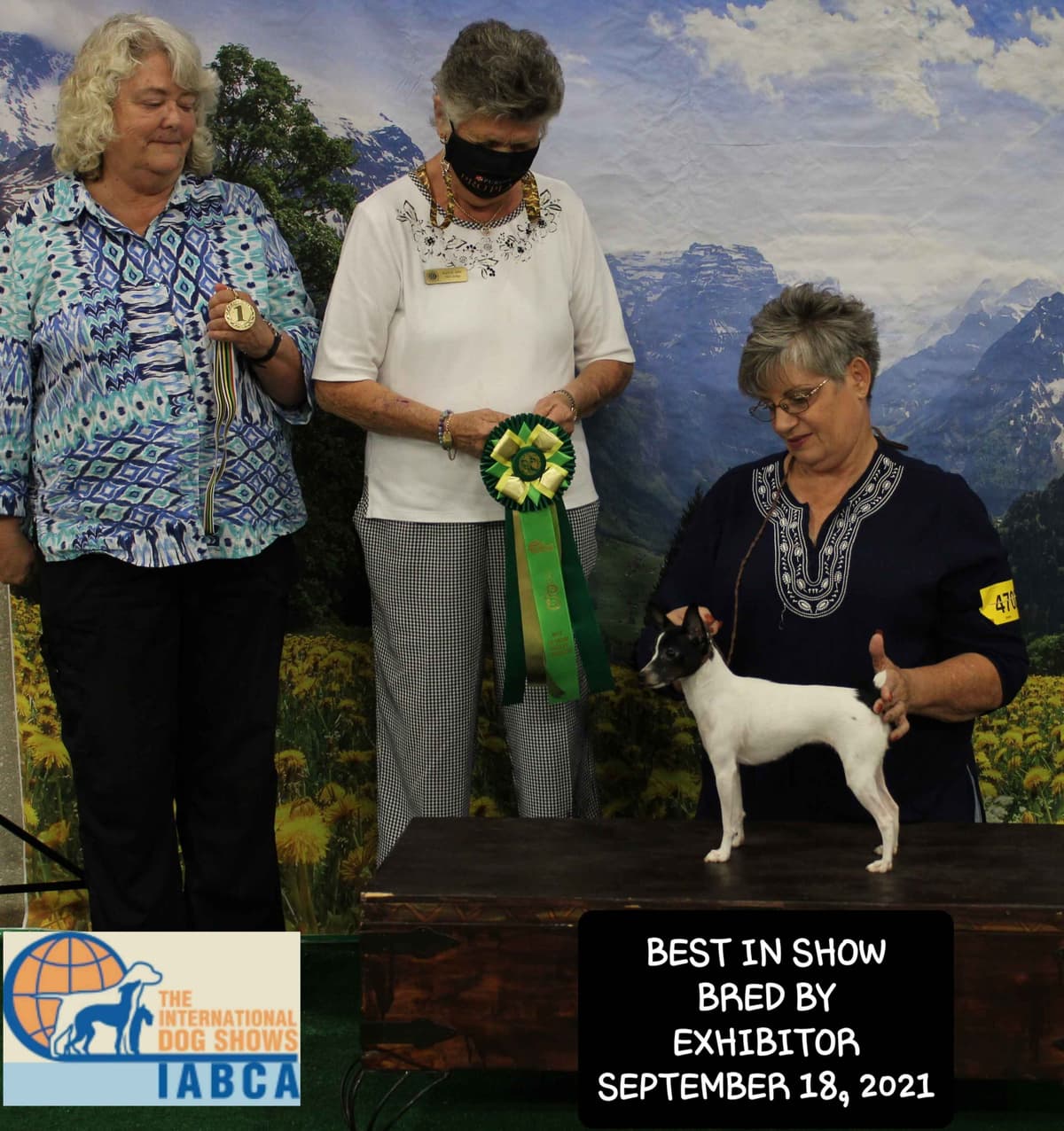 Toy Fox Terrier Puppies breeder image 24