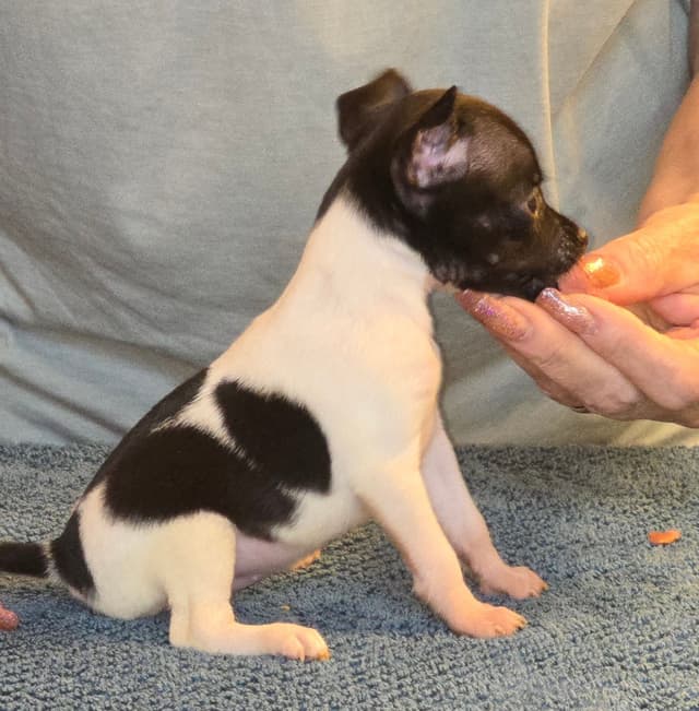 Toy Fox Terrier Puppies media 2