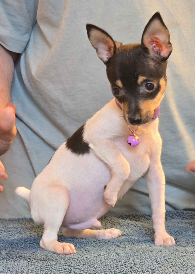 Toy Fox Terrier Puppies media 3