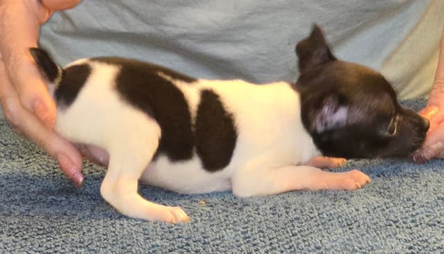 Toy Fox Terrier Puppies media 4