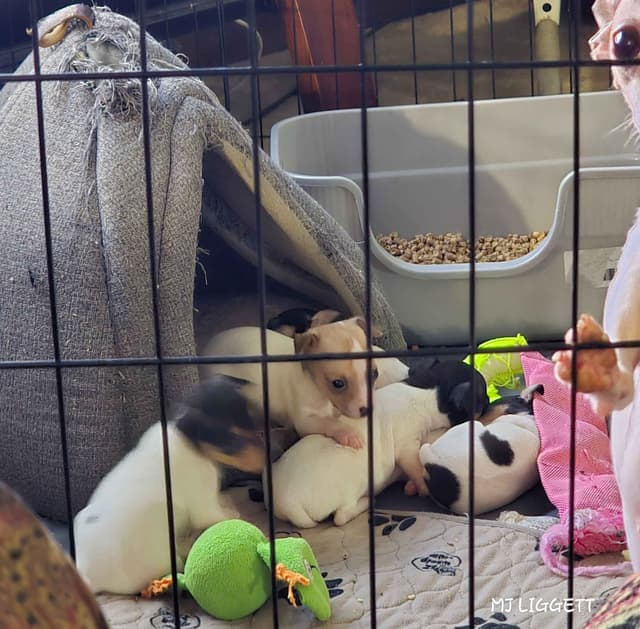 Toy Fox Terrier Puppies media 2