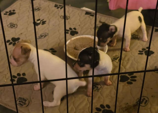 Toy Fox Terrier Puppies media 3