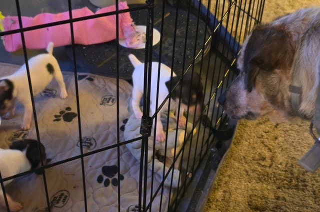 Toy Fox Terrier Puppies media 4