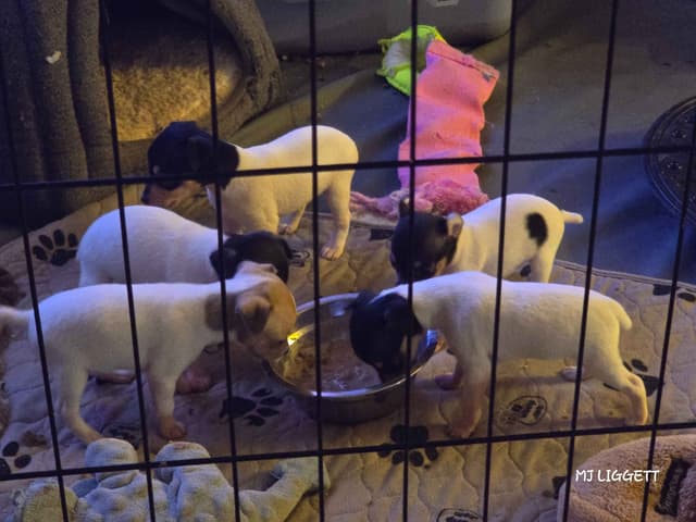 Toy Fox Terrier Puppies media 5