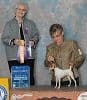 Toy Fox Terrier Puppies media 7