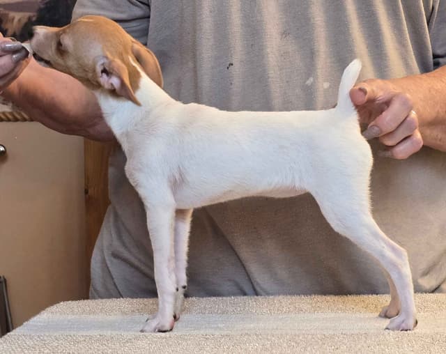 Toy Fox Terrier Puppies media 2