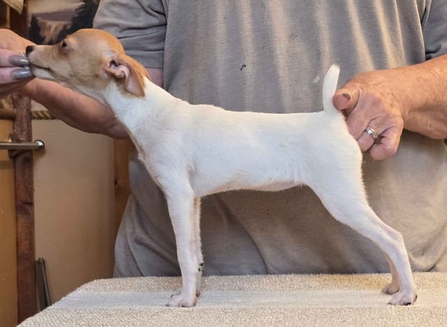 Toy Fox Terrier Puppies media 3