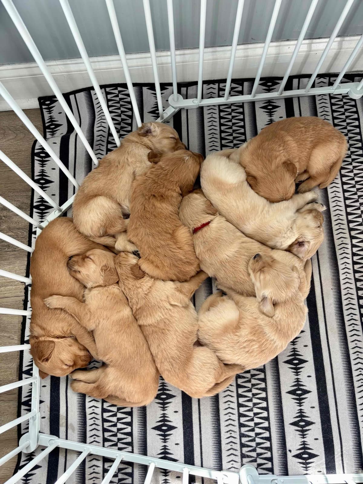 Golden Retriever Puppies breeder image 1