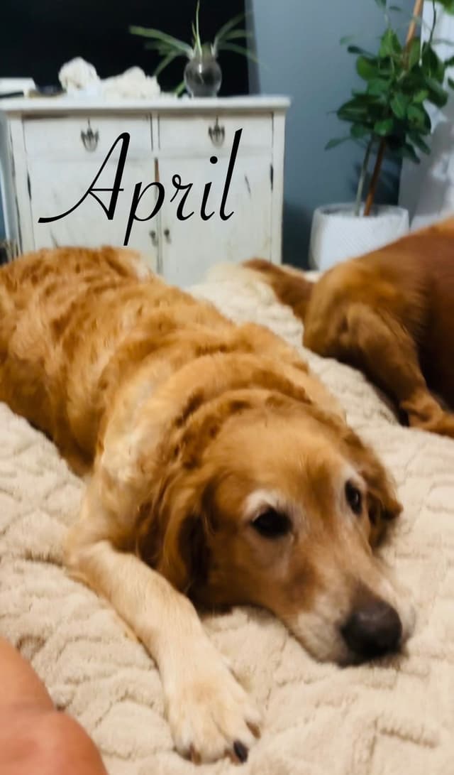 Golden Retriever Puppies media 19