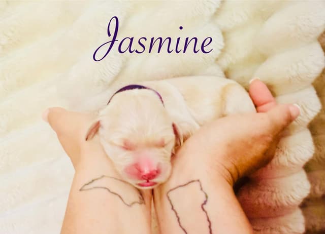 Golden Retriever Puppies media 4