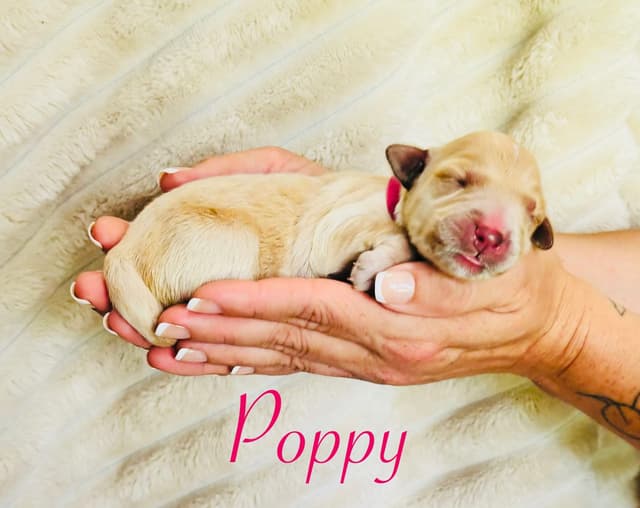 Golden Retriever Puppies media 8