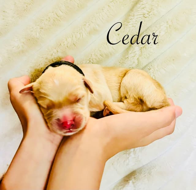 Golden Retriever Puppies media 10