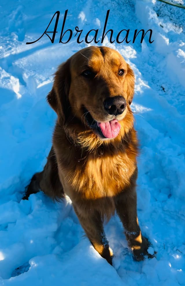 Golden Retriever Puppies media 20