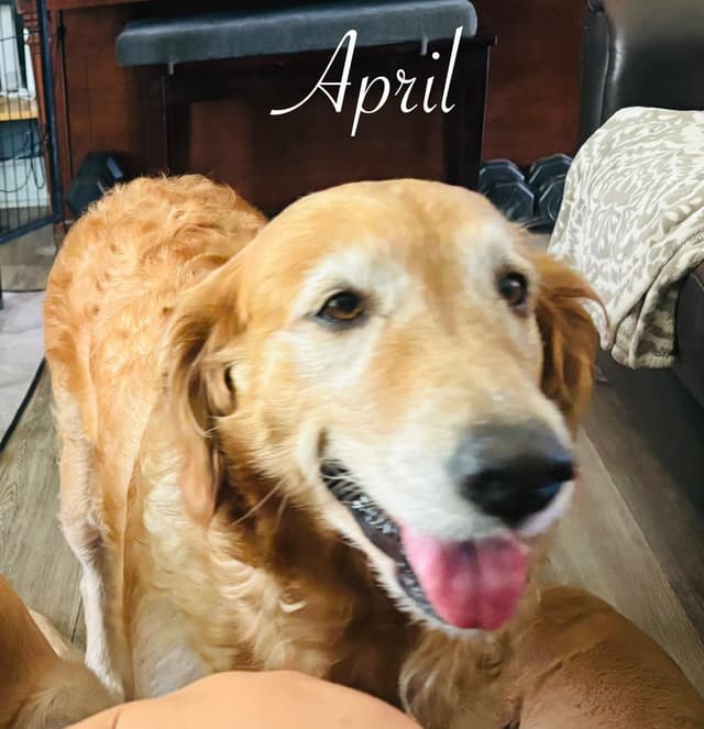 Golden Retriever Puppies media 18