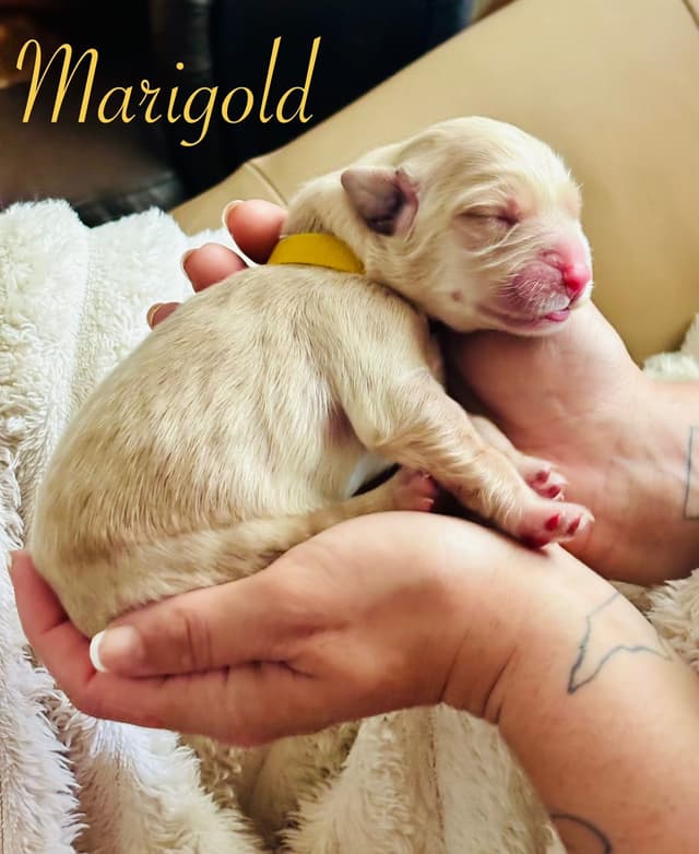 Golden Retriever Puppies media 14