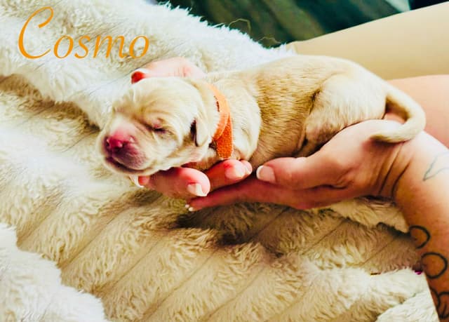 Golden Retriever Puppies media 16
