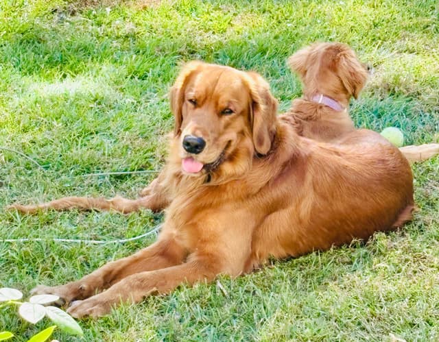 Golden Retriever Puppies media 21