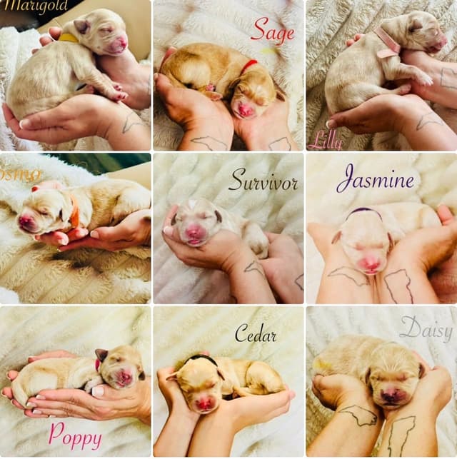 Golden Retriever Puppies media 2