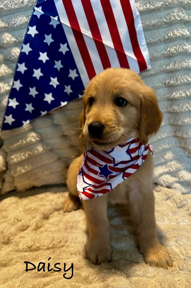 Golden Retriever Puppies media 5
