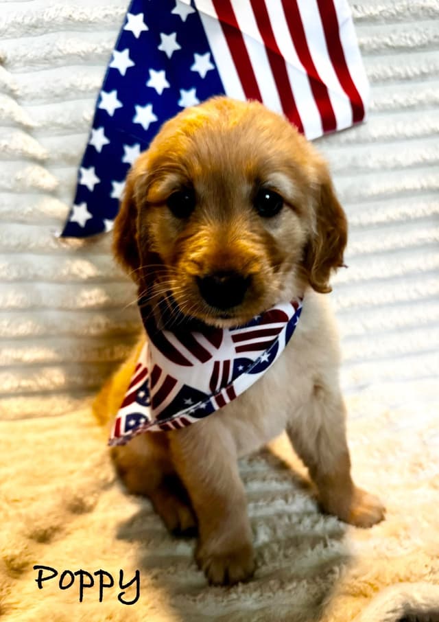 Golden Retriever Puppies media 7